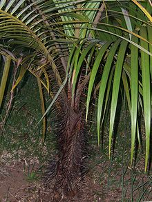 Acanthophoenix Rubra Palm